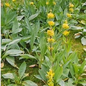 Gentiaan (Gentiana lutea) 50 zaden - Aromaticas Huerta