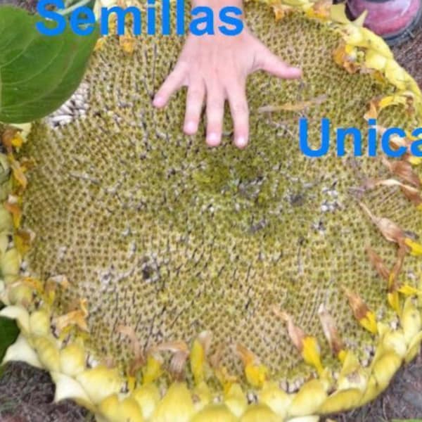 GIRASOL GIGANTE para pipas comestibles GIANTsunflower 40 semillas seeds