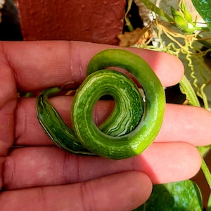 7 Samen Trichosanthes cucumerina - Lange Gurke - Kletterpflanze