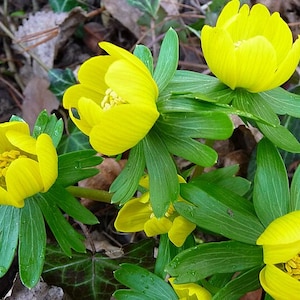 Puede incluir: Primer plano de un grupo de flores de color amarillo brillante con hojas verdes. Las flores están en flor y tienen una forma delicada en forma de copa.