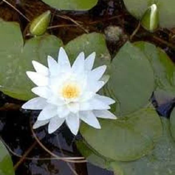 NENUFAR white nymph , nymphaea alba 20 Seeds seeds , aquatic species