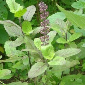100  Semillas de albahaca sagrada Kapoor Tulsi - Ocimum Tenuiflorum huerto jardin , ideal para macetas