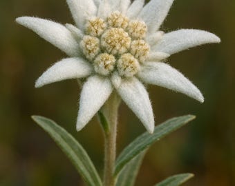 Edelweiss Knstliche Stoffblumen 24 Stck Dekorativer Pick Hutschmuck Weie  Blume - Etsy.de