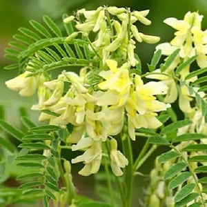 Huang Qi Milkvetch Astragalus Seeds - Astragalus gallinaceus