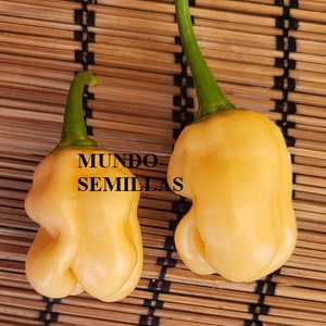 Pfirsich Heirloom Habanero Chili Pepper Premium Seed Pack – Very Hot Chili