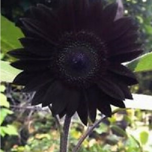 Black chocolate sunflower 20 seeds seeds