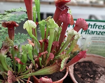 Sarracenia purpurea ( planta carnívora ) 12 semillas seeds