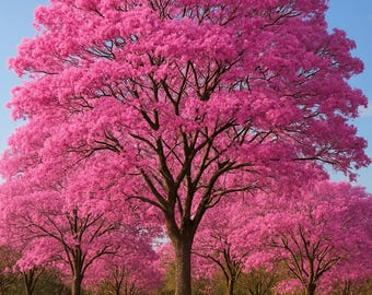 25 Semillas de Lapacho Rosado (Tabebuia rosea) – Árbol Flor Rosada, Ornamental, Rápido Crecimiento, Tropical, Fácil de Germinar
