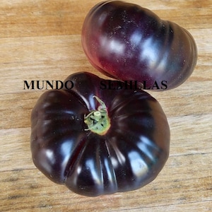 Giant PURPLE tomato (purple beauty), very good flavor, 100 seeds garden orchard