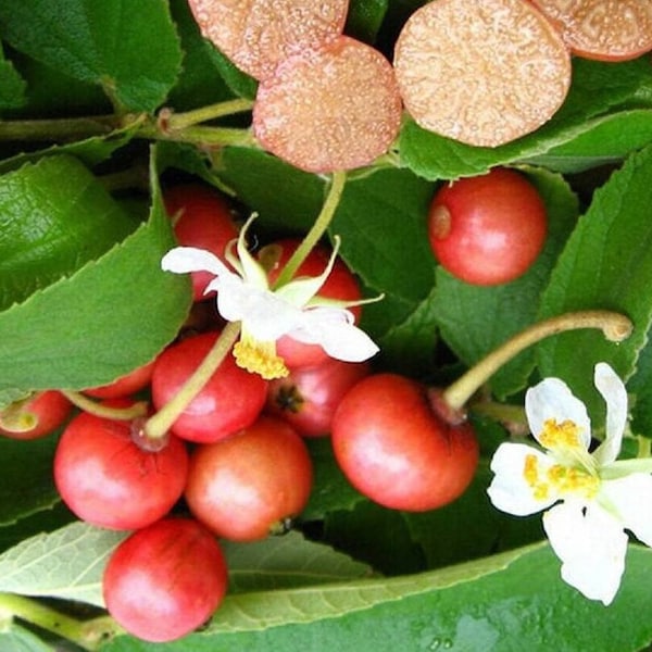 Capulin Seeds- Muntingia calabura - Fruit très sucré - Arbre fruitier tropical - Graines de jardin