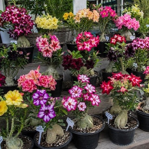 Op de afbeelding: Een verzameling Adenium-planten, ook wel woestijnrozen genoemd, in zwarte plastic potten. De planten hebben dikke, bolvormige caudex-basissen en trossen met felgekleurde bloemen in tinten rood, roze, geel, paars en wit.