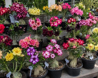 Rosa del Desierto - ADENIUM OBESUM- varios colores - 5 Semillas