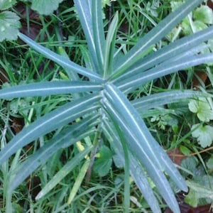 Tartago Euphorbia lathyris ( ahuyenta topos ) 10 semillas seeds , hierba topera