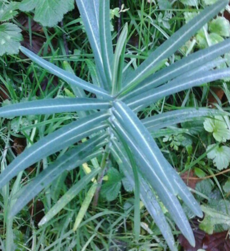 Tartago Euphorbia lathyris ahuyenta topos 10 semillas seeds , hierba topera imagen 1