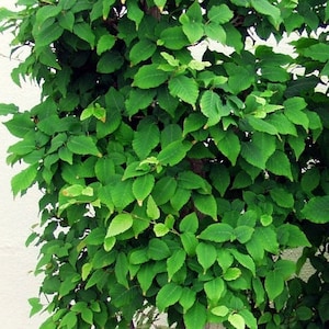 25 graines d&#39;orme de Chine Ulmus parviflora - graines adaptées au bonsaï
