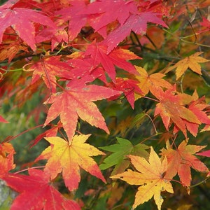 Op de afbeelding: Close-up van een Japanse esdoorn met levendige rode, oranje en gele bladeren. De bladeren bevinden zich in verschillende stadia van herfstkleurverandering, wat een prachtig herfstbladerdek creëert.