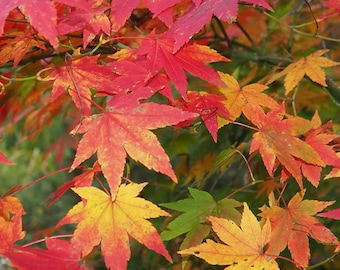以下が含まれることがあります： 紅葉したモミジのアップ写真。赤、オレンジ、黄色の鮮やかな葉が、秋の紅葉の美しい景色を作り出しています。