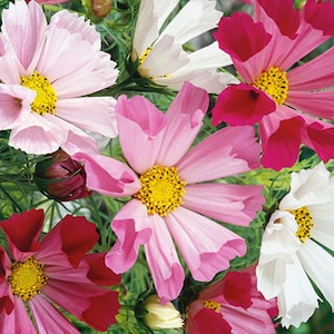 May include: A bouquet of pink, white and red cosmos flowers with yellow centres. The flowers are in full bloom and have delicate petals.