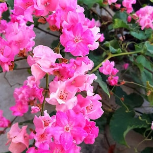 Korallenblume Antigonon leptotus spektakuläre Rebe 5 Samen