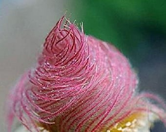 Graines de fleurs de fumée des prairies - Geum triflorum - fleurs roses indigènes