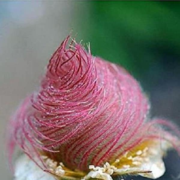 Graines de fleurs de fumée des prairies - Geum triflorum - fleurs roses indigènes