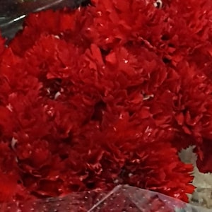 RODE REUZENCARNATIE - Dianthus 100 Zaden