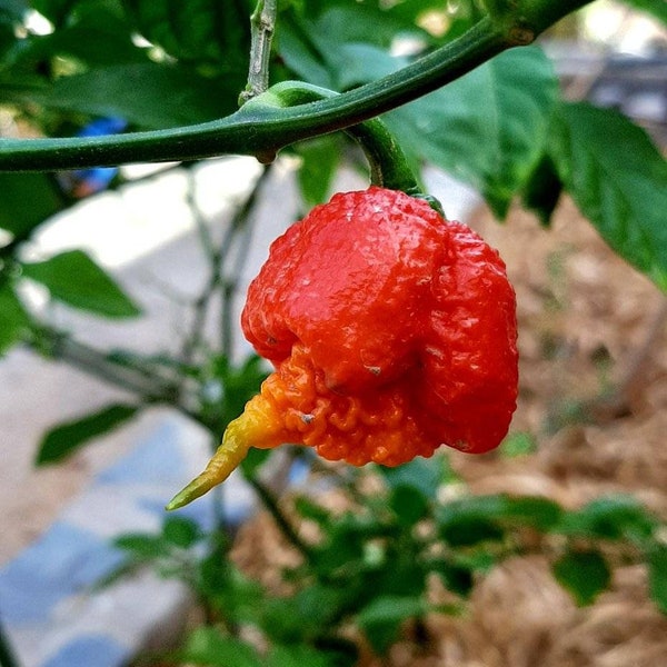 Carolina Reaper hp22b (offiziell die schärfste Chili der Welt) 10 frische Samen