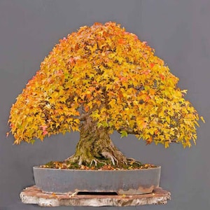 Peut inclure: Un bonsaï avec des feuilles jaunes et orange dans un pot brun. L'arbre est sur une base en bois.