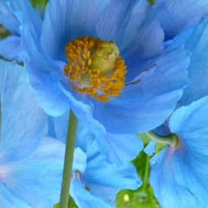 10 Blauwe Bloemzaden HIMALAYAN Tibetaanse Meconopsis Betonicifolia Bloemzaden