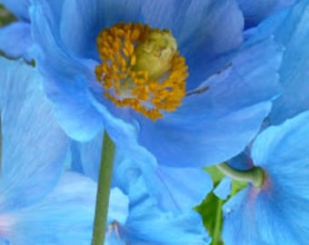 10 Blue HIMALAYAN Tibetan Flower Seeds Meconopsis Betonicifolia Flower Seeds