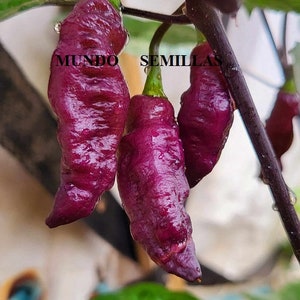 May include: Three purple chilli peppers hanging from a branch. The peppers are shiny and have a slightly wrinkled texture. The text "MUNDO SEMILLAS" is visible in the background.