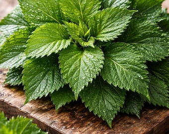 Green Perilla Seeds – Green Shiso | Perilla Frutescens | Asian Culinary Herb | Edible Leaves | Non GMO