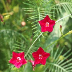 Puede incluir: Primer plano de tres flores rojas con cinco pétalos cada una, floreciendo en una vid verde y frondosa. Las flores tienen un centro blanco y están rodeadas de follaje verde.