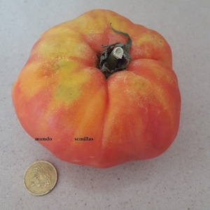 Puede incluir: Un tomate grande, rojo, amarillo y naranja con un tallo verde. El tomate está sobre una superficie gris claro. Las palabras "mundo" y "semillas" están escritas en el tomate.