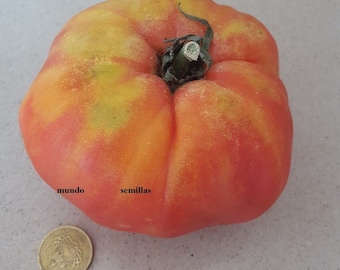 Tomate Huevo de Toro - 200 semillas - var. tomate antiguo - seeds - Bio