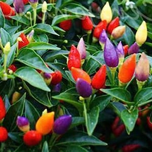 以下が含まれることがあります： カラフルな唐辛子を持つ植物のクローズアップ。唐辛子は赤、オレンジ、黄色、紫です。植物は緑の葉と小さくて丸い赤い実を持っています。唐辛子はさまざまな熟成段階にあります。