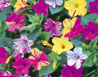 BELLA  NOCHE RAYADA mirabilis jalapa  30 semillas - seeds jardín