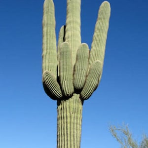 Cactus Saguaro géant Carnegiea Gigantea 100 graines