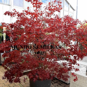 Op de afbeelding: Een rode Japanse esdoorn in een zwarte pot. De boom staat op een terras met bakstenen tegels en witte rieten meubels.