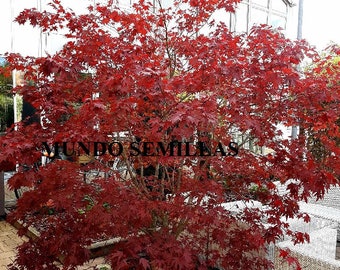 Japanese Maple seeds - Acer palmatum atropurpureum - red leaves - ideal for making bonsai