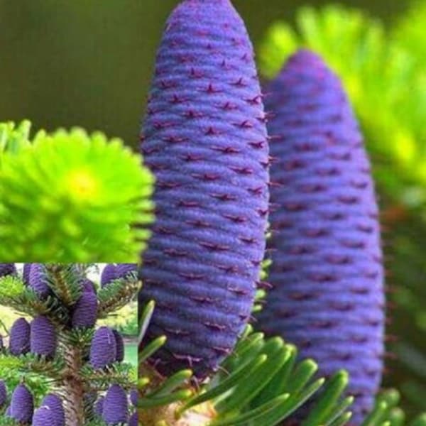 Abies Koreana - Blue Purple Spruce - 12 seeds Seeds