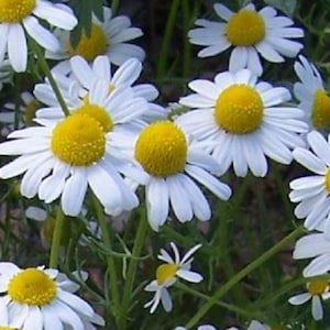 Matricaria chamomilla - Sweet chamomile - 1000 seeds - Saatgut - Graines