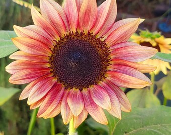il_340x270.6146030971_t7b3.jpg