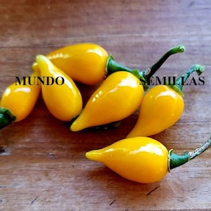 500 Seeds - Yellow Biquinho chili pepper - The famous Brazilian Biquinho chili