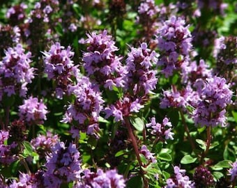 100 Semillas de Tomillo serpol  - Thymus praecox