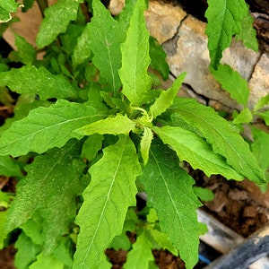 Epazote seeds - Dysphania Ambrosioides - chenopodium - Aromatic and perennial pasote