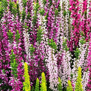 fabian plant Fabian Aralia 6
