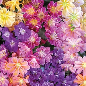 Könnte beinhalten: Nahaufnahme einer Vielzahl von bunten Blumen. Die Blumen sind rosa, lila und gelb. Sie haben mehrere Blütenblätter und sind in voller Blüte.