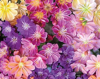 Lewisia cotyledon seeds - mixed colors - very pretty flowers