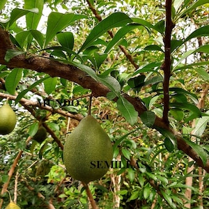 Seeds of the Pumpkin Tree (Crescentia cujete) - round, pumpkin-like fruits